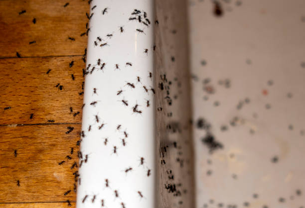 Best Residential Pest Control  in Washburn, IL